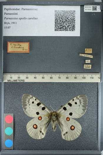 Media type: image;   Entomology 175052
